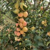 苹果苗批发基地 鸡心果苹果树高产种植技术是什么