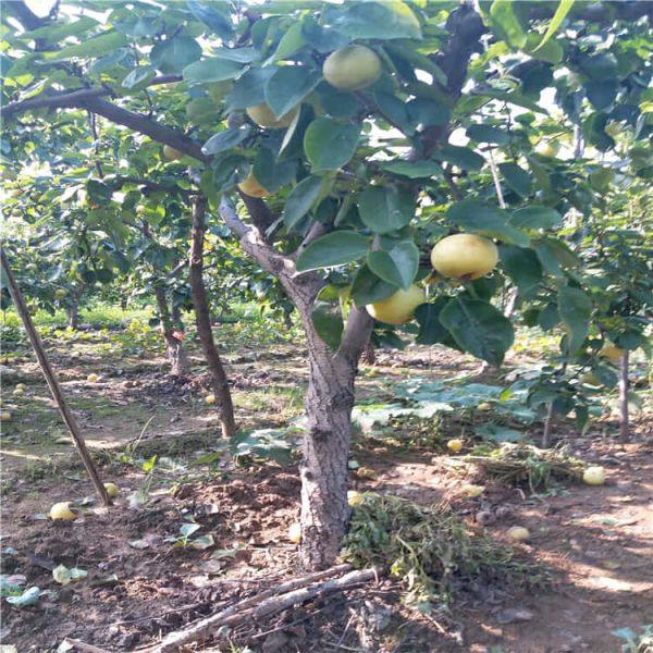 紅香酥梨樹苗