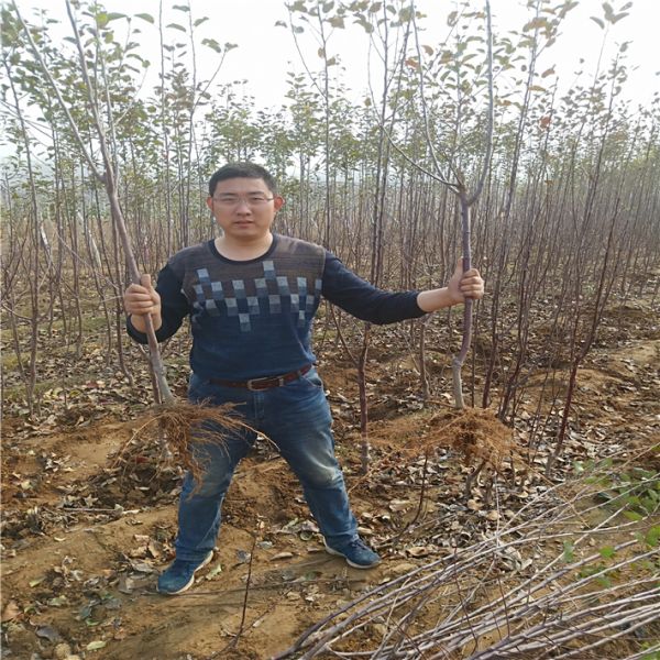 哪有苹果苗出售，苹果苗批发价格，万恒丰矮化苹果苗基地