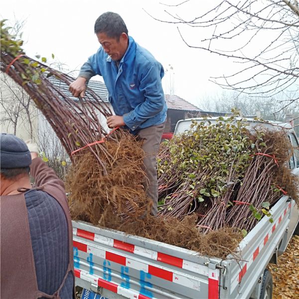 苹果树苗价格表，早熟苹果苗新品种，万恒丰红富士苹果苗基地