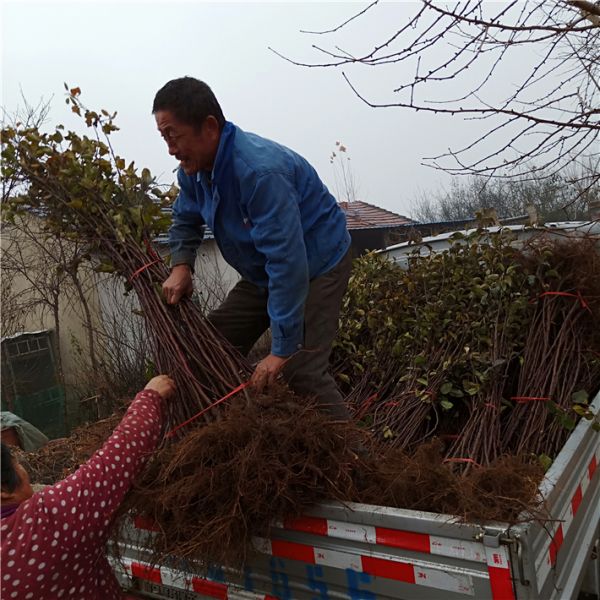 烟台苹果苗木基地，鲁丽苹果苗，万恒丰新品种苹果苗基地