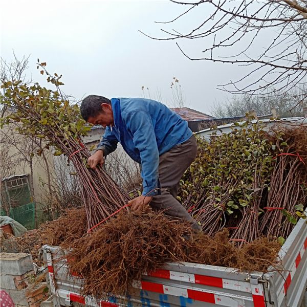 烟台苹果苗木基地，鲁丽苹果苗，万恒丰新品种苹果苗基地