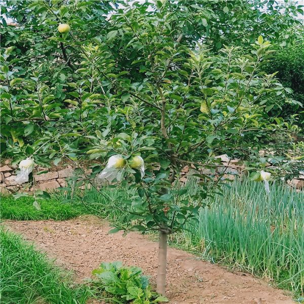 烟台苹果苗木基地，鲁丽苹果苗，万恒丰新品种苹果苗基地