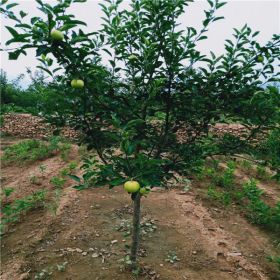 苹果苗批发，苹果苗供应，万恒丰红富士苹果苗基地