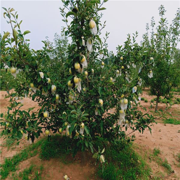 苹果树苗价格表，早熟苹果苗新品种，万恒丰红富士苹果苗基地