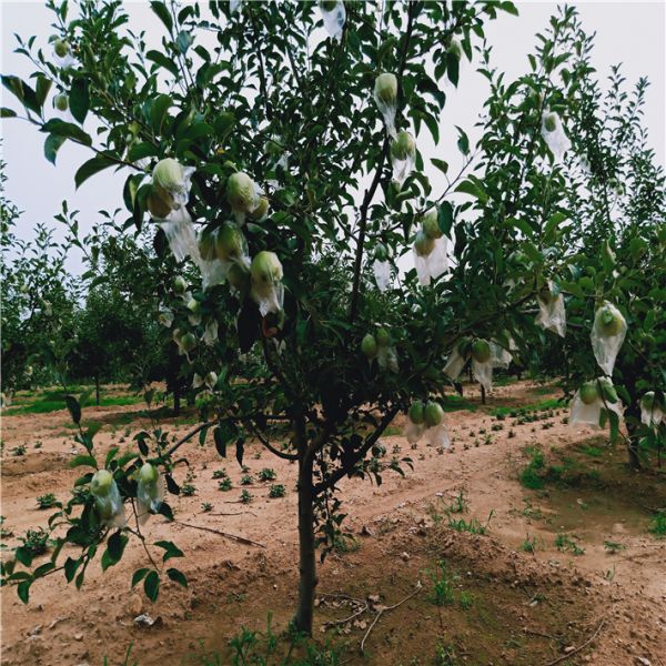 苹果苗批发，美八苹果苗出售，万恒丰红富士苹果苗基地