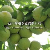 湖北青脆李子苗出售_恩施青脆李樹(shù)苗多少錢(qián)