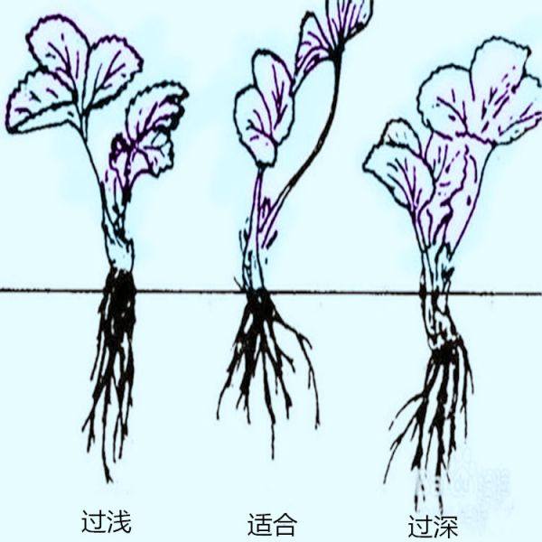 容玉草莓苗