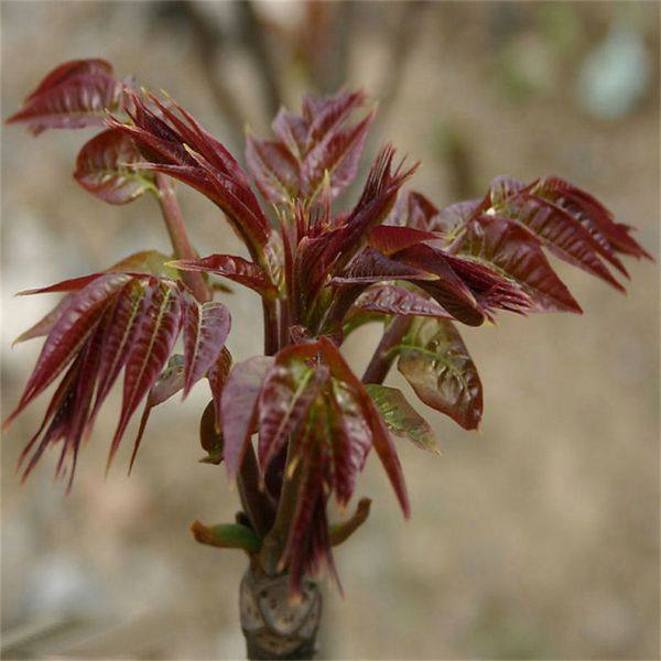 泰山紅油香椿樹(shù)苗