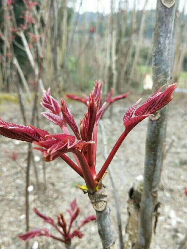 泰山红油香椿树苗