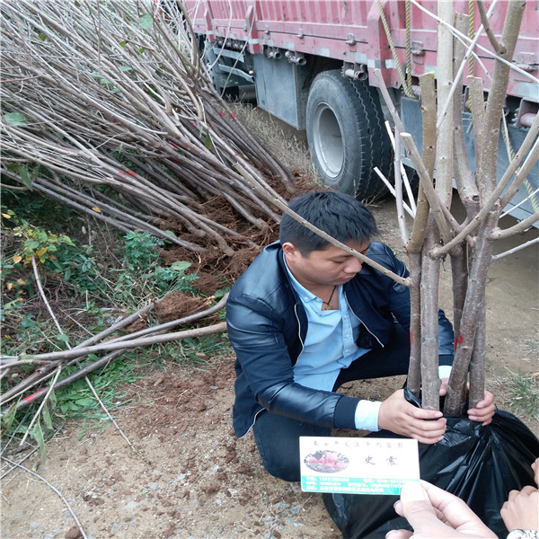 福翠樱桃苗主要产地,福翠樱桃苗哪里便宜