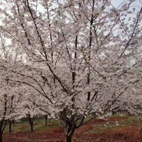 沭阳樱花基地供应 早樱 晚樱 日本早樱 染井吉野 价格图片