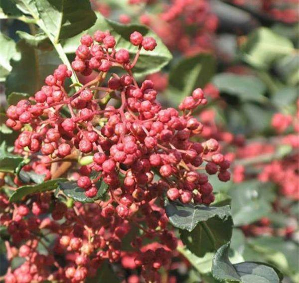 大紅袍花椒樹苗