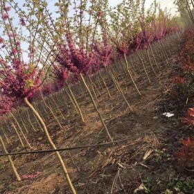 沭阳紫荆基地 销售 独杆紫荆 丛生紫荆 巨紫荆 规格全价格优