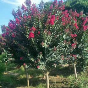 沭阳基地出售老紫薇 红花紫薇 百日红 丛生紫薇 价格图片