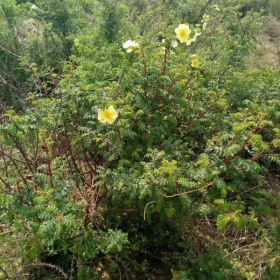 沭阳黄刺玫基地 黄刺玫球 黄刺玫小苗价格