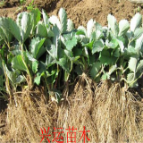 基地供應(yīng)草莓苗  紅顏草莓苗價(jià)格  草莓苗哪里便宜