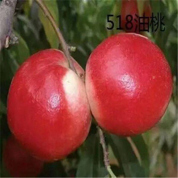 中油5號(hào)油桃