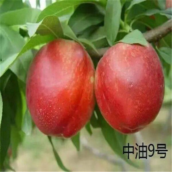 中油5號(hào)油桃