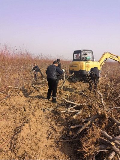 占地苹果树