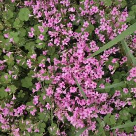 红花醡浆草价格 基地批发红花草苗多少钱一株