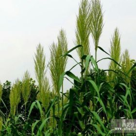 芦苇根 芦苇苗 水生植物 芦苇基地