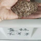 **高羊茅種子價(jià)格，高羊茅種子報(bào)價(jià)，江蘇高羊茅供應(yīng)商