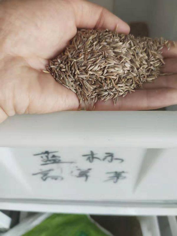 高羊茅