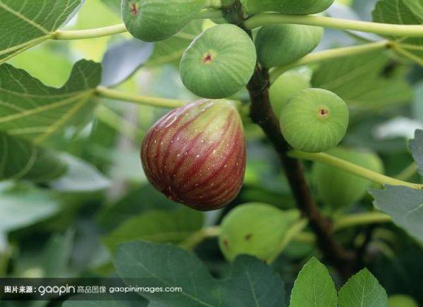 無(wú)花果苗