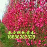 8公分櫻花樹(shù)價(jià)格 8公分菊花碧桃價(jià)格