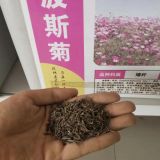 波斯菊種子批發(fā) 金雞菊 萬壽菊 美女櫻 翠菊多少錢一斤