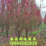 3公分菊花碧桃價(jià)格，3公分寒紅碧桃價(jià)格，3公分垂枝碧桃價(jià)格