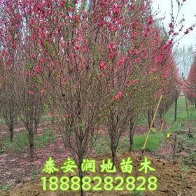 3公分菊花碧桃價格，3公分寒紅碧桃價格，3公分垂枝碧桃價格