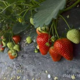 桃熏白脱毒草莓苗报价，甜查理草莓苗哪里有