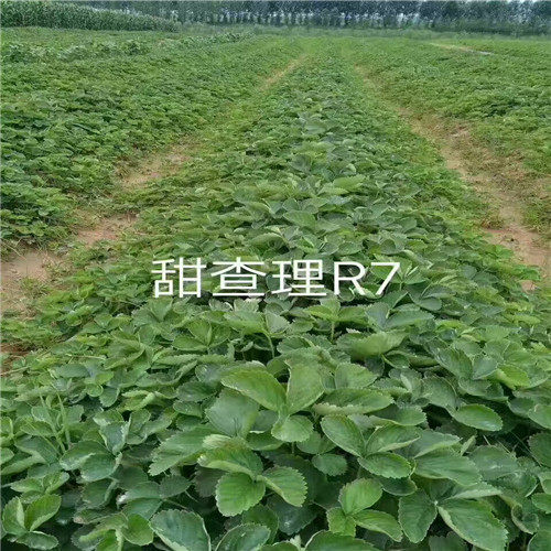 甜查理草莓苗