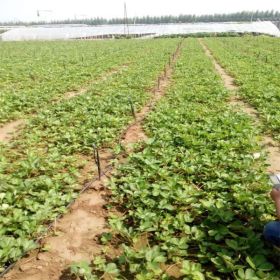 出售草莓苗品种齐全价格低廉红颜草莓苗章姬草莓苗露天草莓苗