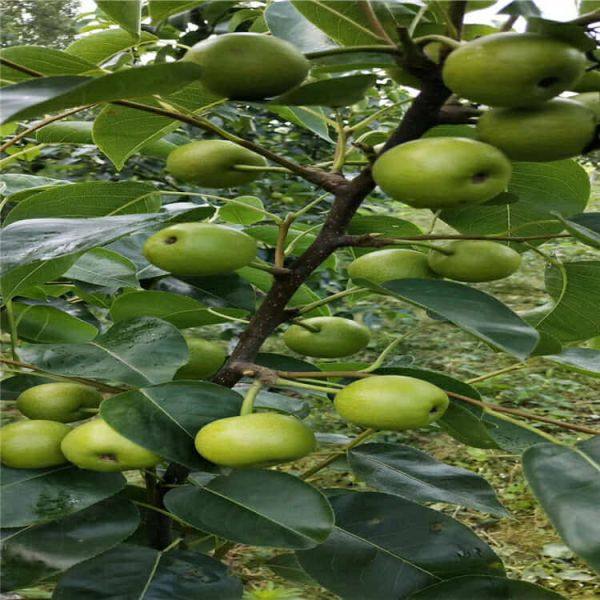 紅香酥梨樹(shù)苗