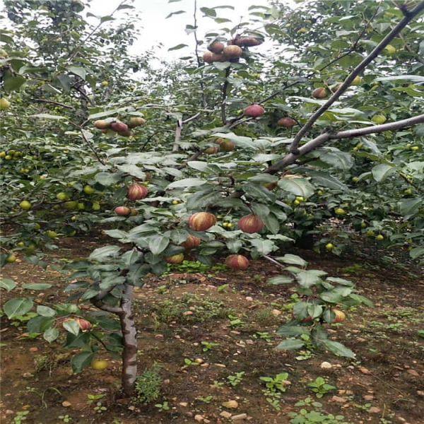 紅香酥梨樹(shù)苗