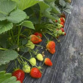 脱毒甜宝草莓苗，高成活率甜查理草莓苗种植基地