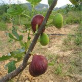 山東波姬紅無花果苗報價