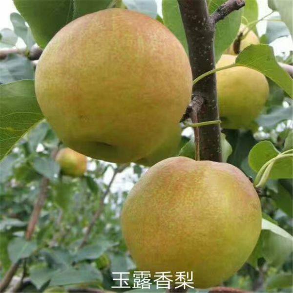 玉露香梨樹(shù)苗