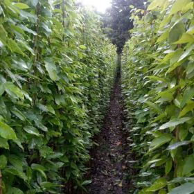 油麻藤价格，成都油麻藤种植基地