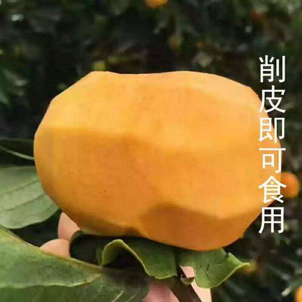 柿子苗