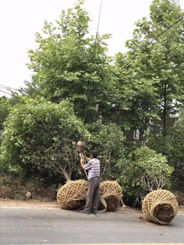 桂花树