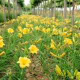 黄花萱草、一年生、两年生黄花萱草小苗