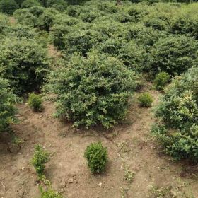 火棘球基地 火棘球图片 火棘球价格