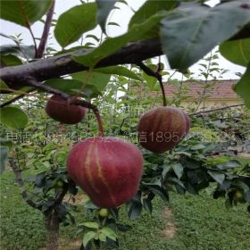 早酥红梨树苗苗木粗壮 无病虫害