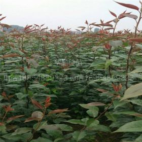 山東早酥紅梨樹苗多少錢一棵