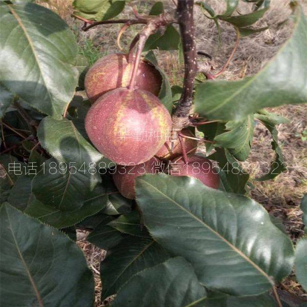 泰安紅梨樹苗