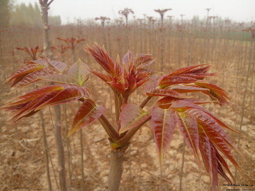 紅油香椿苗